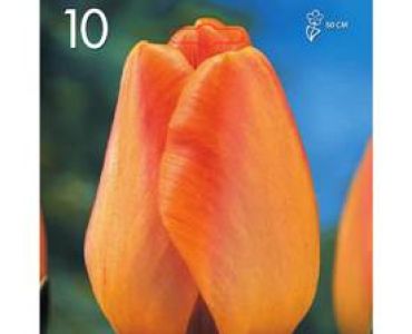 Лале Triumph Orange 1 оп (10 луковици)